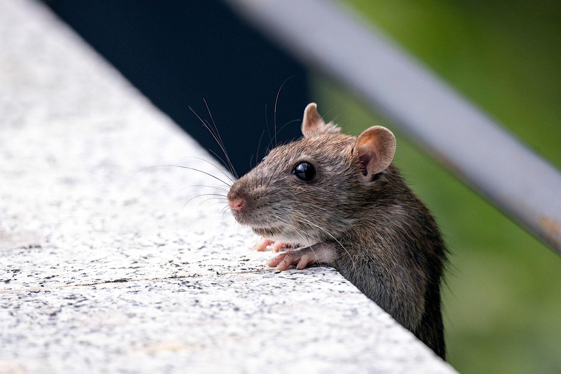 Désinsectisation dératisation à Valenciennes